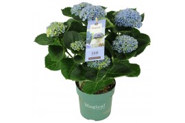 Hydrangea macr. magical revolution Blauw 5-6 Bloem