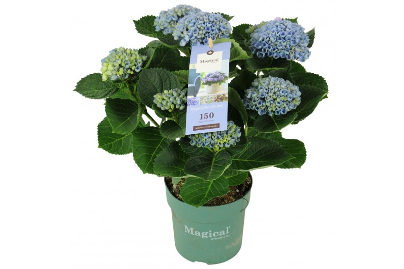 Hydrangea macr. magical revolution Blauw 5-6 Bloem 
