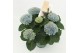 Hydrangea macr. magical revolution Blauw 5-6 Bloem 