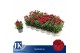 Dianthus oscar cherry Dark Red 