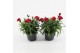 Dianthus oscar cherry Dark Red 