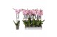 Phalaenopsis spotted world 3 tak - 22+ bloemen 