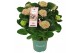 Hydrangea macr. magical revolution Roze 5-6 Bloem 