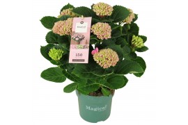 Hydrangea macr. magical revolution Roze 5-6 Bloem