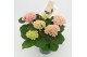 Hydrangea macr. magical revolution Roze 5-6 Bloem 