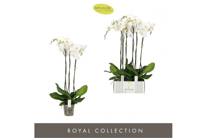 Phalaenopsis wit Fortuno Alto - 3 tak, 18+ bloem 