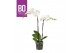 Phalaenopsis wit BO - King White- 70cm - 2 tak, 13+ bloem 