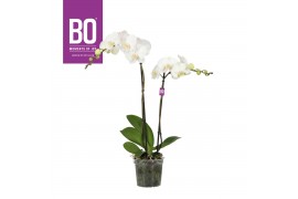 Phalaenopsis wit BO - King White- 70cm - 2 tak, 13+ bloem