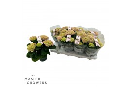 Hydrangea macr. magical revolution Roze 3-4 Bloem