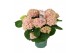 Hydrangea macr. magical revolution Roze 3-4 Bloem 