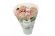 Hydrangea macr. magical revolution Roze 3-4 Bloem 