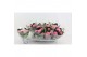 Hydrangea macr. magical revolution Roze 3-4 Bloem 