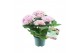 Hydrangea macr. magical revolution Roze 3-4 Bloem 