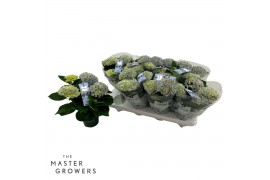 Hydrangea macr. magical revolution Blauw 3-4 Bloem