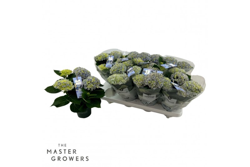 Hydrangea macr. magical revolution Blauw 3-4 Bloem 
