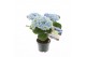 Hydrangea macr. magical revolution Blauw 3-4 Bloem 