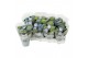 Hydrangea macr. magical revolution Blauw 3-4 Bloem 