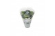Hydrangea macr. magical revolution Blauw 3-4 Bloem 
