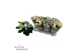 Hydrangea macr. magical revolution Mix 3-4 Bloem