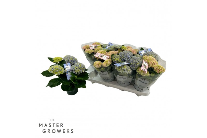 Hydrangea macr. magical revolution Mix 3-4 Bloem 