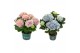 Hydrangea macr. magical revolution Mix 3-4 Bloem 