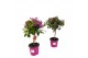 Bougainvillea sanderiana 