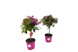 Bougainvillea sanderiana