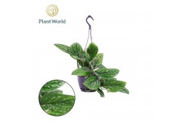 Epipremnum pinnatum marble planet hangpot