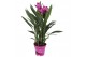 Curcuma alismatifolia siam splash 