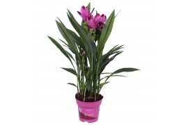 Curcuma alismatifolia siam splash