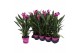 Curcuma alismatifolia siam splash 