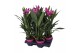 Curcuma alismatifolia siam splash 