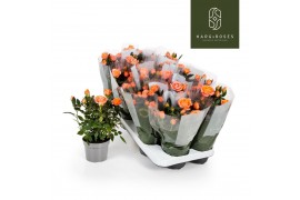 Rosa aloha kordana zalm