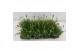 Vaste planten rhodanthemum hosmariense zagora or Rhodanthemum Zagora O 