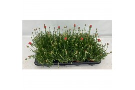 Vaste planten rhodanthemum hosmariense zagora or Rhodanthemum Zagora O
