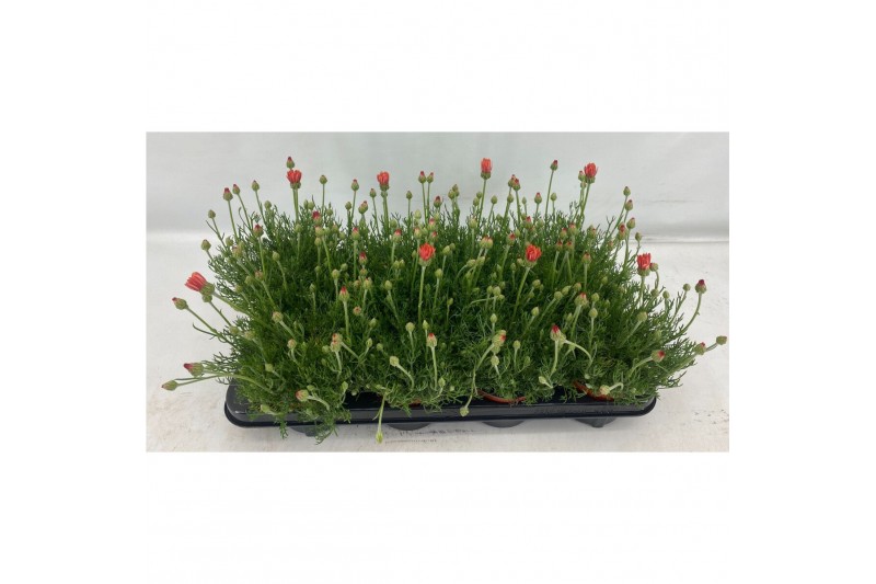 Vaste planten rhodanthemum hosmariense zagora or Rhodanthemum Zagora O Vaste planten rhodanthemum hosmariense zagora or Rhodanthemum Zagora O