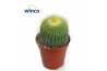 Parodia leninghausii Notocactus Leninghausi Inermis