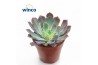 Echeveria Echeveria Neonbreaker overige bl.