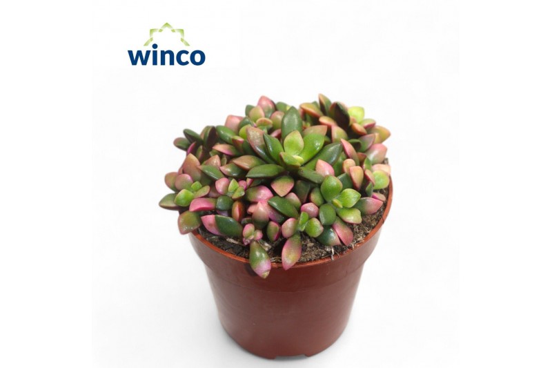 Succulenten Anacampseros Sunrise 