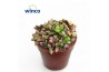 Succulenten Anacampseros Sunrise