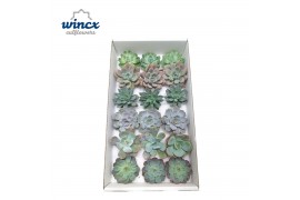 Echeveria snij Echeveria Ice Mix (Wincx) Cutfl (6 Spcs) 999