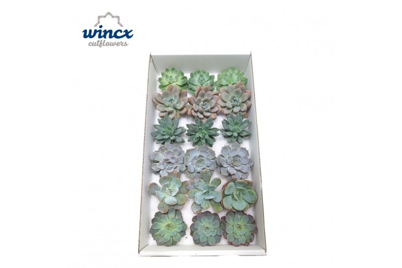 Echeveria snij Echeveria Ice Mix (Wincx) Cutfl (6 Spcs) 999 