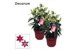Lilium oriental decorum