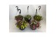 Calibrachoa mix Hanging Basket Calibrachoa trixi Mix CC 