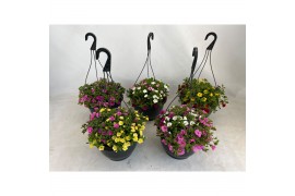Calibrachoa mix Hanging Basket Calibrachoa trixi Mix CC