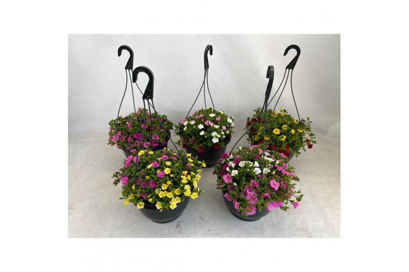 Calibrachoa mix Hanging Basket Calibrachoa trixi Mix CC Calibrachoa mix Hanging Basket Calibrachoa trixi Mix CC