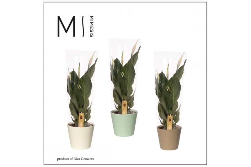 Spathiphyllum pico cupido 5+ bloem - Amanda keramiek Spathiphyllum pico cupido 5+ bloem - Amanda keramiek