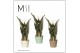 Spathiphyllum sweet chico 5+ bloem - Concorde hoes in Amanda keramiek 