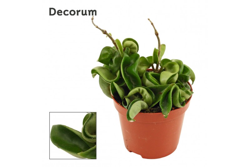 Hoya carnosa compacta decorum 