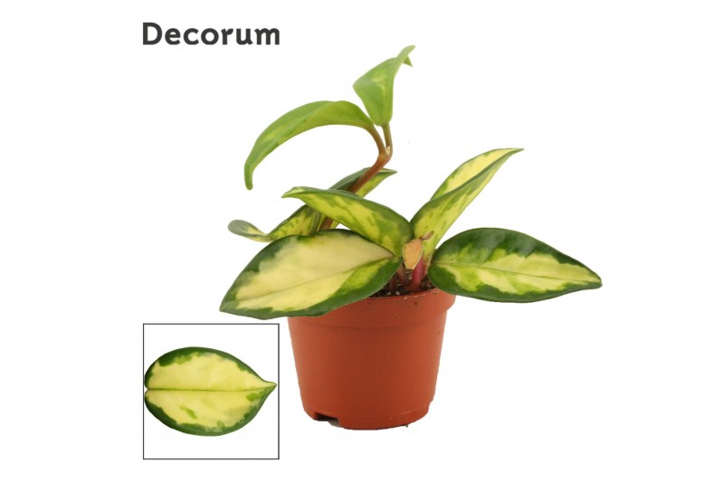 Hoya carnosa tricolor decorum 
